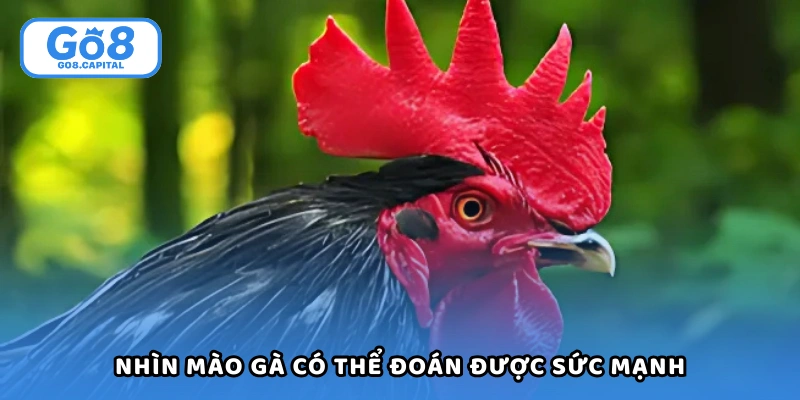 Nhìn mào gà có thể đoán được sức mạnh