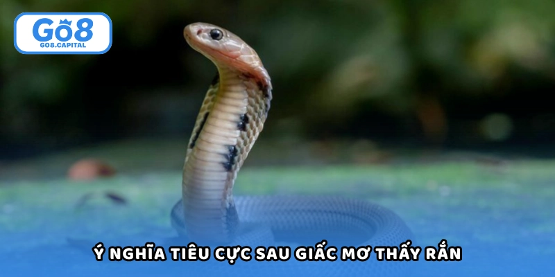 Ý nghĩa tiêu cực sau chiêm bao thấy rắn