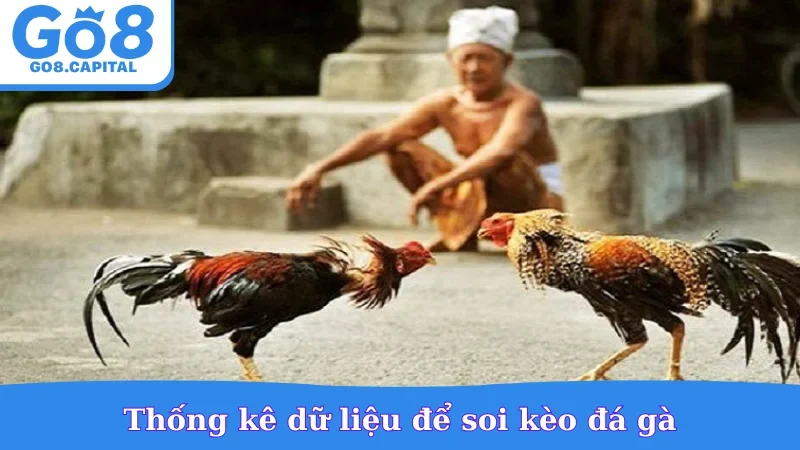 Thống kê dữ liệu để soi kèo đá gà